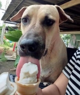 Illustration de l'article : 15 amis canins qui deviennent les rois de la comédie en une photo
