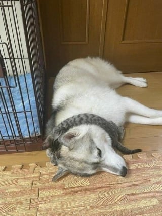 Illustration de l'article : 15 amis canins qui deviennent les rois de la comédie en une photo