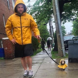 Illustration de l'article : 15 amis canins qui deviennent les rois de la comédie en une photo