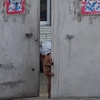 Illustration de l'article : 15 amis canins qui deviennent les rois de la comédie en une photo