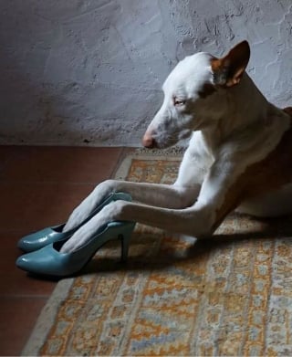 Illustration de l'article : 15 amis canins qui deviennent les rois de la comédie en une photo