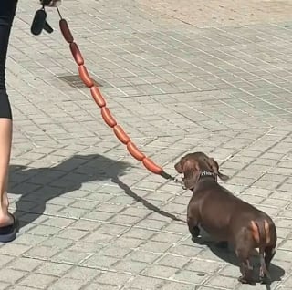 Illustration de l'article : 15 amis canins qui deviennent les rois de la comédie en une photo