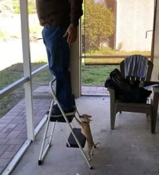 Illustration de l'article : 15 amis canins qui deviennent les rois de la comédie en une photo