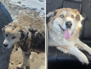 Illustration de l'article : 12 photos émouvantes “avant/après” de chiens adoptés dans des refuges