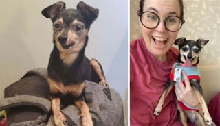 Illustration de l'article : 12 photos émouvantes “avant/après” de chiens adoptés dans des refuges
