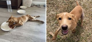 Illustration de l'article : 12 photos émouvantes “avant/après” de chiens adoptés dans des refuges