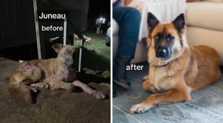 Illustration de l'article : 12 photos émouvantes “avant/après” de chiens adoptés dans des refuges