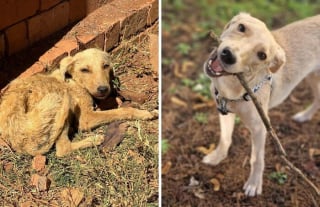 Illustration de l'article : 12 photos émouvantes “avant/après” de chiens adoptés dans des refuges