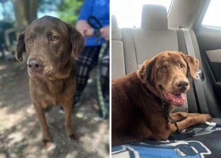 Illustration de l'article : 12 photos émouvantes “avant/après” de chiens adoptés dans des refuges