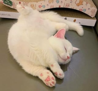 Illustration de l'article : 12 chats duveteux et drôles qui vous feront fondre avec leur adorable apparence