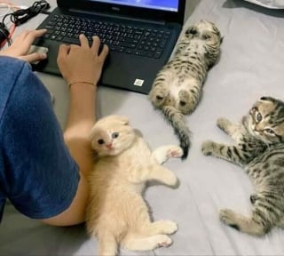 Illustration de l'article : 12 chats duveteux et drôles qui vous feront fondre avec leur adorable apparence