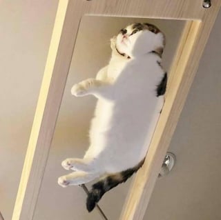Illustration de l'article : 12 chats duveteux et drôles qui vous feront fondre avec leur adorable apparence