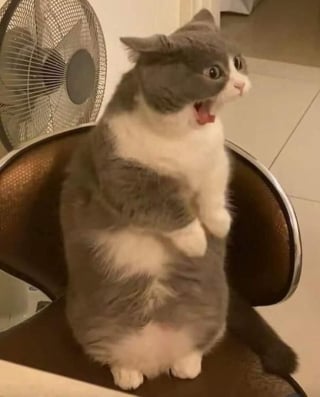 Illustration de l'article : 12 chats duveteux et drôles qui vous feront fondre avec leur adorable apparence