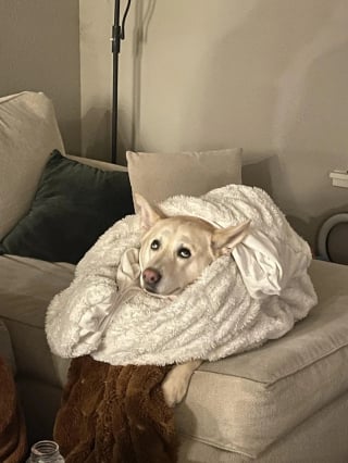 Illustration de l'article : 13 chats et chiens qui ne se doutaient pas que leur photo allait devenir un chef-d'œuvre