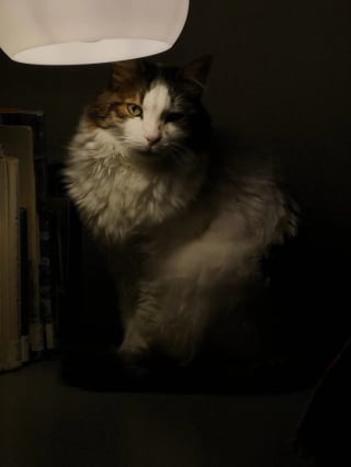 Illustration de l'article : 13 chats et chiens qui ne se doutaient pas que leur photo allait devenir un chef-d'œuvre