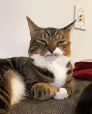 Illustration de l'article : 13 chats et chiens qui ne se doutaient pas que leur photo allait devenir un chef-d'œuvre