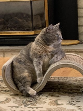 Illustration de l'article : 13 chats et chiens qui ne se doutaient pas que leur photo allait devenir un chef-d'œuvre