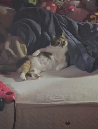 Illustration de l'article : 13 chats et chiens qui ne se doutaient pas que leur photo allait devenir un chef-d'œuvre