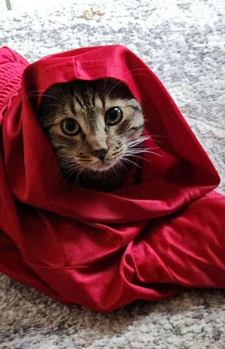 Illustration de l'article : 13 chats et chiens qui ne se doutaient pas que leur photo allait devenir un chef-d'œuvre