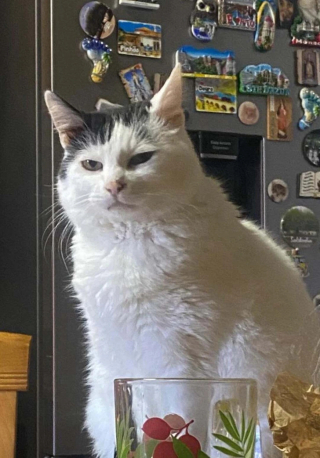 Illustration de l'article : 13 chats et chiens qui ne se doutaient pas que leur photo allait devenir un chef-d'œuvre