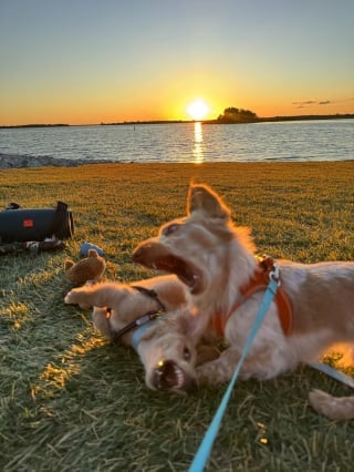 Illustration de l'article : 13 chats et chiens qui ne se doutaient pas que leur photo allait devenir un chef-d'œuvre