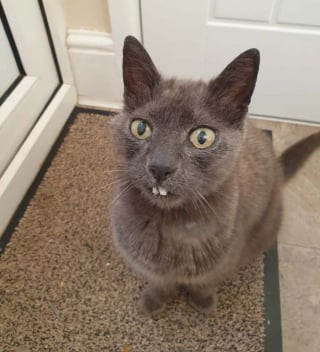 Illustration de l'article : 13 chats et chiens qui ne se doutaient pas que leur photo allait devenir un chef-d'œuvre