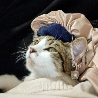 Illustration de l'article : 13 chats et chiens qui ne se doutaient pas que leur photo allait devenir un chef-d'œuvre