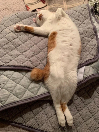 Illustration de l'article : 13 chats et chiens qui ne se doutaient pas que leur photo allait devenir un chef-d'œuvre