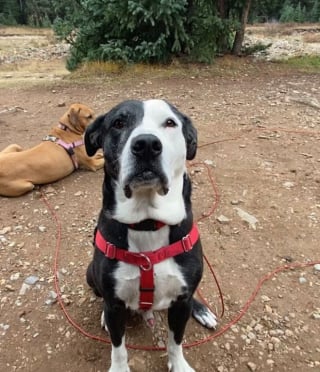 Illustration de l'article : En pleine détresse après la perte de son chien, une femme tombe dans le piège d'un arnaqueur avant de connaître des retrouvailles inespérées