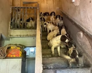 Illustration de l'article : Rescapés d’un élevage insalubre, ces Springer Spaniels deviennent chiens policiers quelques mois plus tard