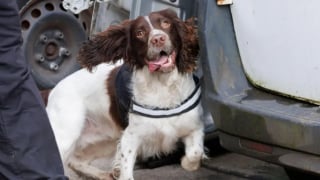 Illustration de l'article : Rescapés d’un élevage insalubre, ces Springer Spaniels deviennent chiens policiers quelques mois plus tard