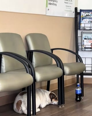 Illustration de l'article : Ce chien loyal accompagne son maître aux urgences, puis l'attend de longues heures en salle d'attente (vidéo) 