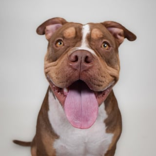 Illustration de l'article : Chaque jour, ce chien à la joie de vivre communicative fixe les visiteurs du refuge avec un regard qui supplie qu’on l’adopte (vidéo)