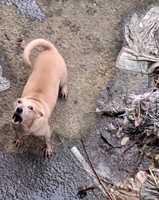 Illustration de l'article : Son chien appelle au secours, il n’hésite pas à dévaler une pente vertigineuse pour le secourir 