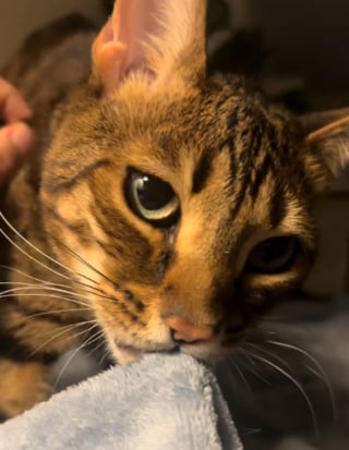 Illustration de l'article : Un chat reçoit une friandise chez le vétérinaire mais ne s'en contente pas et vise carrément tout le stock (vidéo)
