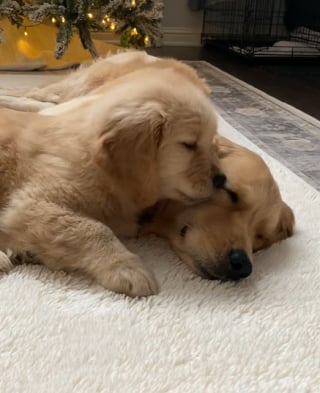 Illustration de l'article : L’adorable amitié entre un Golden Retriever et sa version miniature arrivée récemment dans la maison (vidéo)