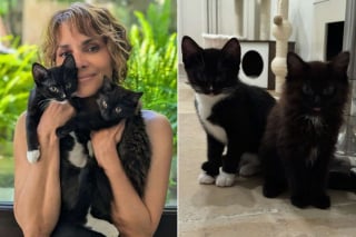 Illustration de l'article : L’actrice oscarisée Halle Berry trouve un chaton dans son jardin et l’adopte immédiatement, prouvant ainsi qu’elle est la “vraie Catwoman” (vidéo)