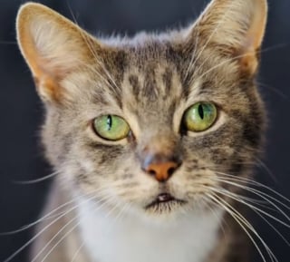 Illustration de l'article : Une amitié ayant mis 3 semaines à se former entre un chat errant et une âme bienveillante débouche sur une adoption émouvante (vidéo)