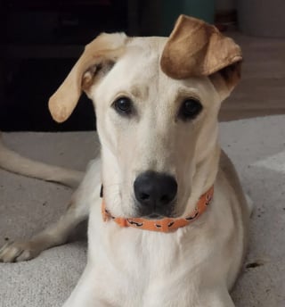Illustration de l'article : Une propriétaire paye des frais d’adoption majorés pour un chien présenté comme « pure race », mais un test ADN révèle une autre réalité