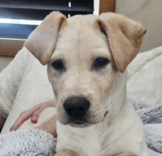 Illustration de l'article : Une propriétaire paye des frais d’adoption majorés pour un chien présenté comme « pure race », mais un test ADN révèle une autre réalité