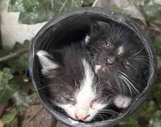 Illustration de l'article : La démarche patiente et bienveillante d’une femme permet à une chatte et ses 6 chatons de sortir de l’errance 