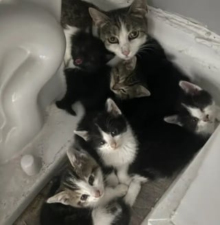 Illustration de l'article : La démarche patiente et bienveillante d’une femme permet à une chatte et ses 6 chatons de sortir de l’errance 