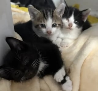 Illustration de l'article : La démarche patiente et bienveillante d’une femme permet à une chatte et ses 6 chatons de sortir de l’errance 