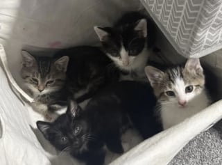 Illustration de l'article : La démarche patiente et bienveillante d’une femme permet à une chatte et ses 6 chatons de sortir de l’errance 
