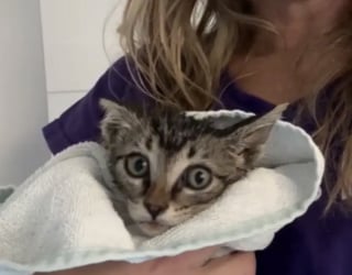 Illustration de l'article : Des chatons coincés dans un réservoir de carburant sont secourus après des heures d’efforts acharnés de plusieurs associations (vidéo)