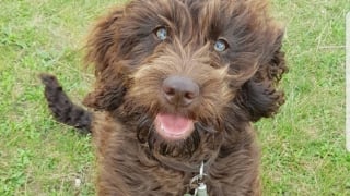 Illustration de l'article : Un chien croit jouer avec une &eacute;toile de mer inoffensive, mais finit aux urgences