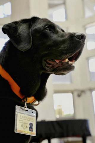 Illustration de l'article : Premier chien de thérapie en milieu hospitalier dans son pays, ce Labrador a droit à une cérémonie célébrant son départ à la retraite