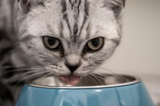 Illustration de l'article : Virbac redéfinit la prise en charge de la maladie rénale chronique chez le chat en dévoilant une solution nutritionnelle inédite