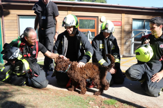 Illustration de l'article : « On voit instantanément la différence qu'il fait », ce chien de soutien apporte calme et espoir aux pompiers et aux personnes en détresse