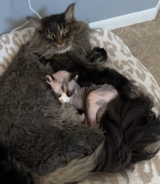 Illustration de l'article : "Ces deux-là sont obsédés l’un par l’autre", un Maine Coon et une Sphynx tissent un lien étonnant et indestructible (vidéo)